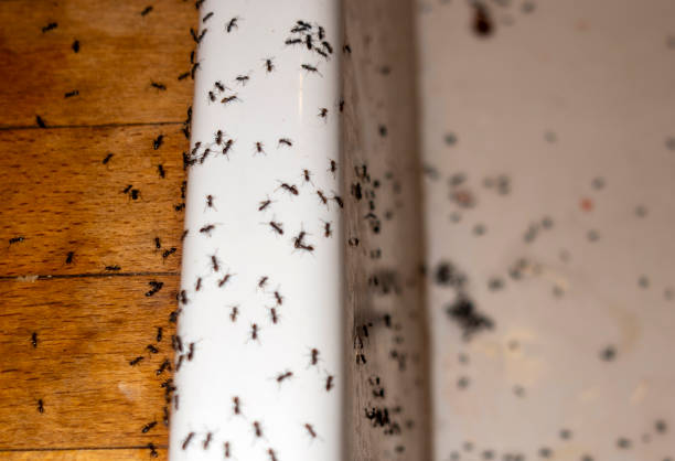 Best Best Pest Control Companies  in Marion, IL